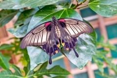 4A_5612_EOS-1D_ButterflyFarmStratford_04Feb2017