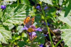 4A_5633_EOS-1D_BansteadCommon_11Jun2015