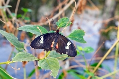 4A_5667_EOS-1D_ButterflyFarmStratford_04Feb2017