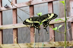 4A_5749_EOS-1D_ButterflyFarmStratford_04Feb2017