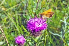 4A_6507_EOS-1D_BansteadCommon_25Jun2015