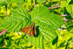 4A_9713_EOS-1D_Banstead_Common_09Jul2015
