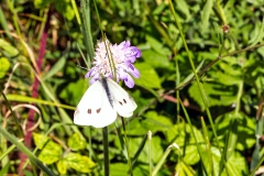 4A_9722_EOS-1D_Banstead_Common_09Jul2015