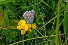 IMG_1285_60D_BansteadCommon_28May2015
