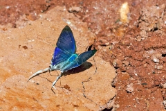 IMG_1349_40D_Zogota_05Feb2010