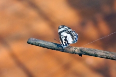 IMG_1439_40D_Zogota_08Feb2010
