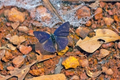 IMG_1448_40D_Zogota_08Feb2010