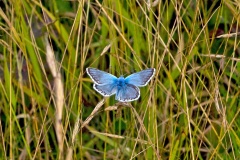 IMG_1640_60D_BansteadCommon_07Aug2015