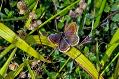 IMG_1774_60D_BansteadCommon_07Aug2015