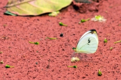 IMG_2434_40D_Zogota_15Mar2010