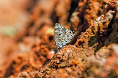 IMG_2498_40D_Zogota_16Mar2010