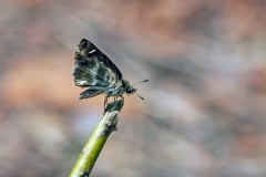 IMG_2591_40D_Zogota_17Mar2010