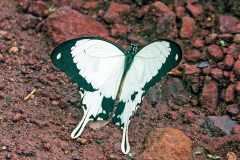 IMG_2616_40D_Zogota_02Apr2010