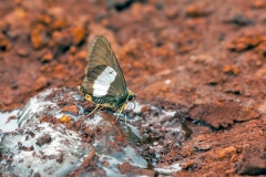 IMG_2688_40D_Zogota_14Apr2010