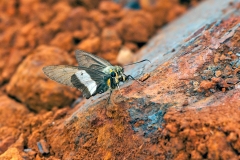 IMG_2690_40D_Zogota_14Apr2010