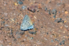 IMG_5210_20D_Pilanesberg_19Mar2006