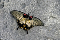 IMG_5552_60D_ButterflyFarmStratford_04Feb2017