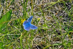 IMG_8104_60D_BansteadCommon_15May2020