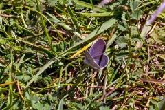 IMG_8127_60D_BansteadCommon_18May2020