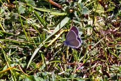 IMG_8129_60D_BansteadCommon_18May2020