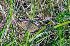 IMG_8132_60D_BansteadCommon_19May2020