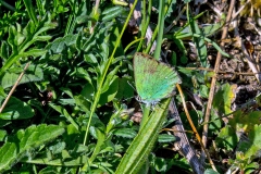IMG_8147_60D_BansteadCommon_19May2020