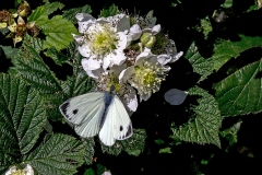 IMG_8232_60D_BansteadCommon_22Jun2020