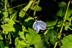 IMG_8241_60D_BansteadCommon_23Jun2020
