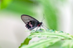 N8E3786_EOS-1D_LaSelva_26Mar2014