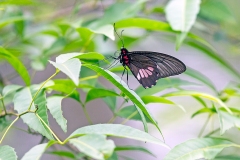 N8E4531_EOS-1D_ParqueDasAves_17Sep2013
