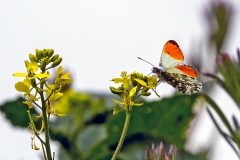 N8E4852_EOS-1D_WWT-Welney_16May2014