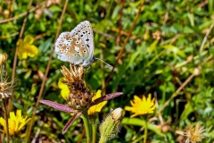 NG7_2277_EOS-1D_BansteadCommon_07Aug2020
