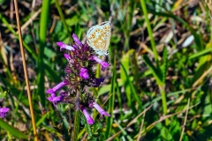 NG7_2337_EOS-1D_BansteadCommon07Aug2020