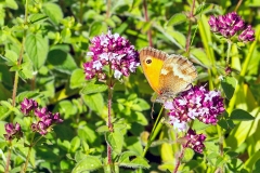 4A_0023_EOS-1D_BansteadCommon_21Jul2015