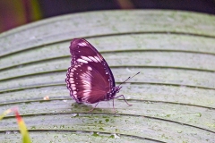 4A_0469_EOS-1D_Wisley_08Feb2015