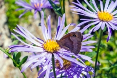 4A_1198_EOS-1D_Sissinghurst_09Aug2015