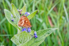 4A_1578_EOS-1D_BansteadCommon_15Aug2015