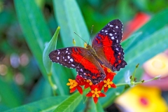 4A_1923_EOS-1D_HortusBotanicus_09Sep2015