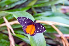 4A_5626_EOS-1D_ButterflyFarmStratford_04Feb2017