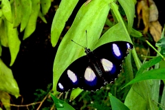 4A_5633_EOS-1D_ButterflyFarmStratford_04Feb2017