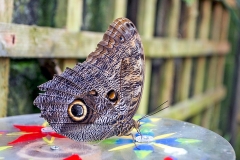 4A_5655_EOS-1D_ButterflyFarmStratford_04Feb2017