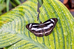 4A_5659_EOS-1D_ButterflyFarmStratford_04Feb2017