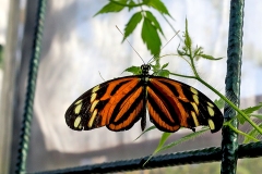 4A_5672_EOS-1D_ButterflyFarmStratford_04Feb2017