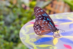 4A_5674_EOS-1D_ButterflyFarmStratford_04Feb2017