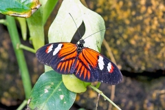 4A_5679_EOS-1D_ButterflyFarmStratford_04Feb2017