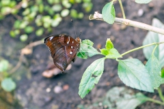 4A_5683_EOS-1D_ButterflyFarmStratford_04Feb2017