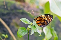 4A_5702_EOS-1D_ButterflyFarmStratford_04Feb2017