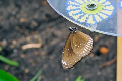 4A_5712_EOS-1D_ButterflyFarmStratford_04Feb2017