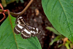 4A_5716_EOS-1D_ButterflyFarmStratford_04Feb2017