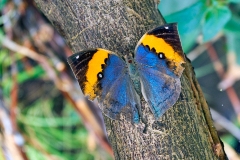 4A_5718_EOS-1D_ButterflyFarmStratford_04Feb2017